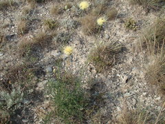 Rhaponticoides razdorskyi