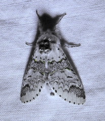 Furcula occidentalis