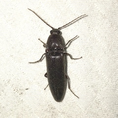 Melanotus castanipes