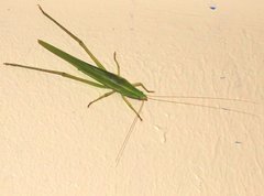 Euconocephalus nasutus