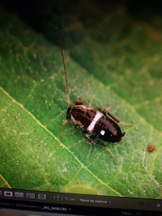 Planuncus tingitanus