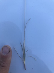 Festuca brachyphylla