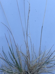 Festuca brachyphylla