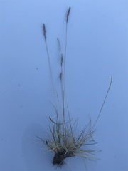 Festuca brachyphylla