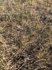 Festuca brachyphylla