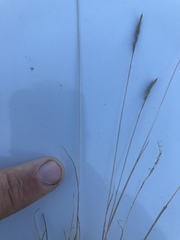 Festuca brachyphylla