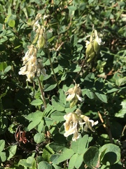 Astragalus umbellatus