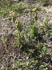 Astragalus umbellatus