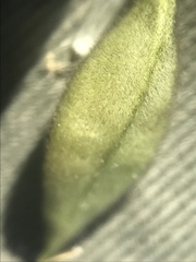 Astragalus umbellatus