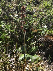 Micranthes hieraciifolia