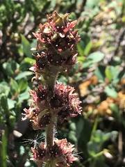 Micranthes hieraciifolia