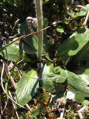 Micranthes hieraciifolia