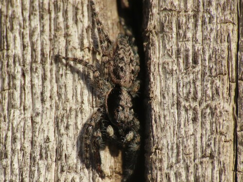 Menemerus taeniatus, Barcelona, Spain, photo 8 of 10