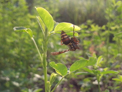 Polistes snelleni