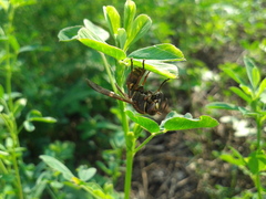 Polistes snelleni