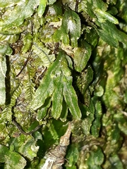 Symphyogyna hymenophyllum