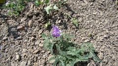 Vicia semiglabra