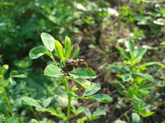 Polistes snelleni