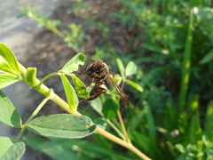 Polistes snelleni