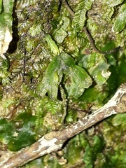 Symphyogyna hymenophyllum