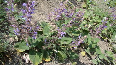 Salvia beckeri