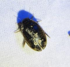 Thermonectus basillaris