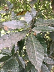 Quercus xalapensis