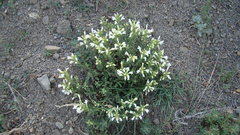 Dracocephalum multicaule