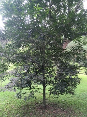 Quercus xalapensis
