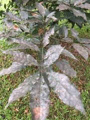 Quercus xalapensis