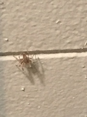 Araneae