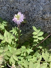 Hydrophyllum occidentale