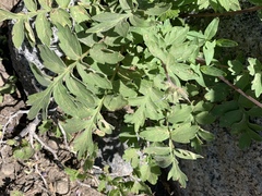 Hydrophyllum occidentale