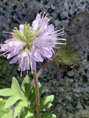 Hydrophyllum occidentale