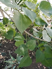 Erythrina americana