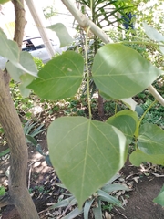 Erythrina americana