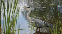 Ardea cinerea