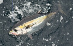 Blackfin Tuna photo 2