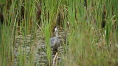 Ardea cinerea