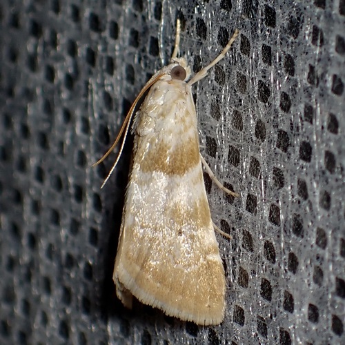 Cabbage Budworm Moth photo 4