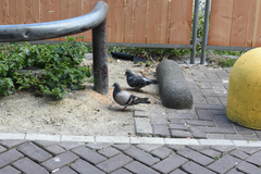 Columba livia domestica