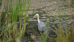 Ardea cinerea