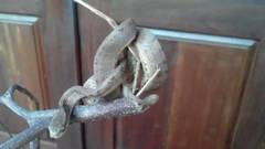 Pareas carinatus