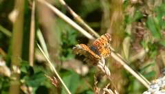 Phyciodes mylitta