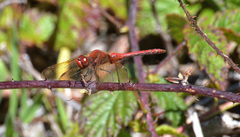 Sympetrum madidum