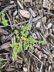 Alchemilla occidentalis