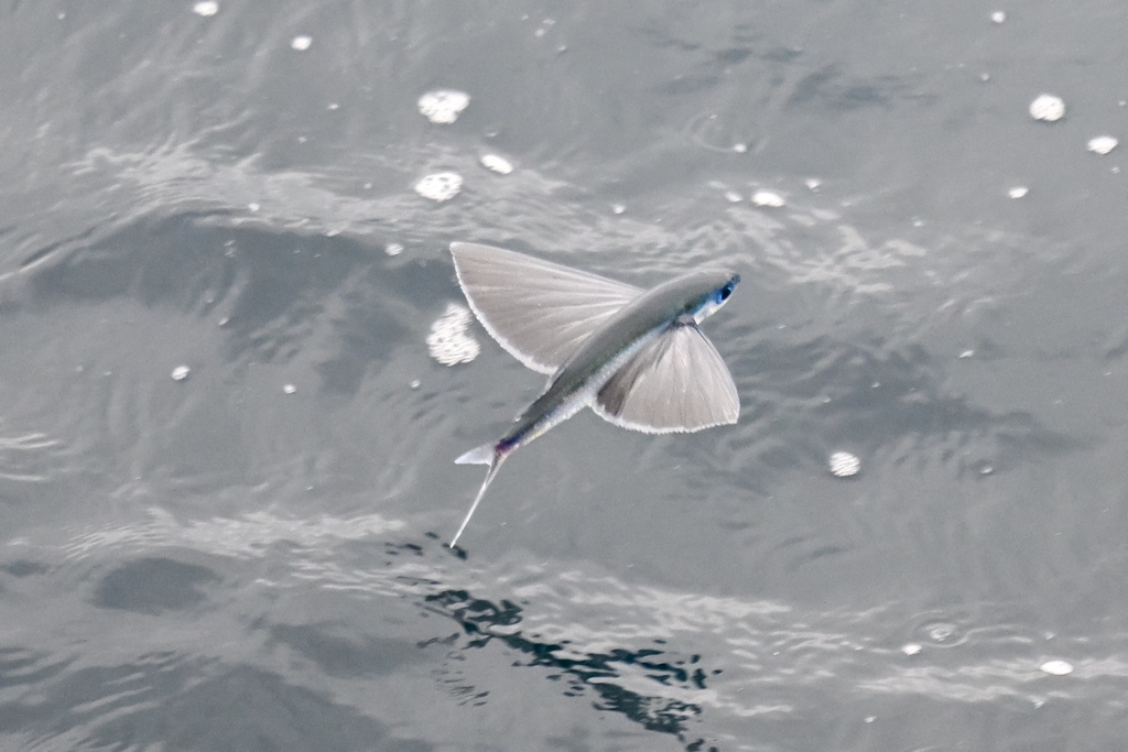 Peruvian flyingfish (Exocoetus peruvianus) — Exocoetidae