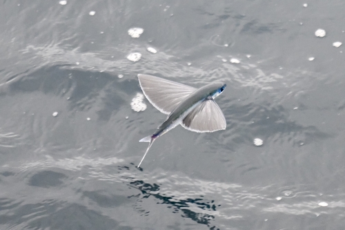 Peruvian flyingfish (Exocoetus peruvianus) — Exocoetidae