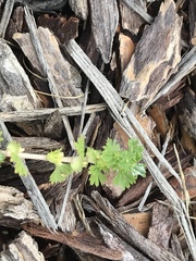Alchemilla occidentalis