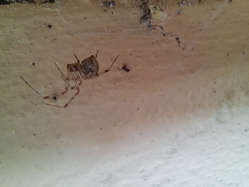 Common house spider